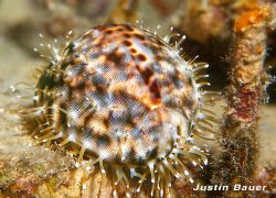 leopard cowrie silica bay puerto princesa taken with cano... by Justin Bauer 
